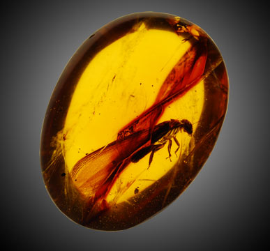 Amber with fossil inclusions
