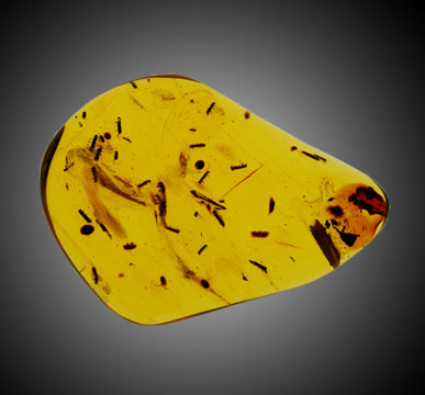 Amber with fossil inclusions