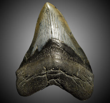 Shark teeth and dinosaur teeth