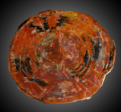Petrified wood and fossil leaves