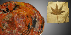 Petrified wood and fossil leaves