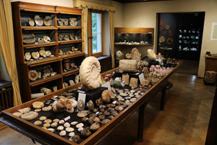 Unser Fossilien- und Madagaskarraum: Ammoniten, Fossilienspezialitäten, dekorative Steine aus Madagaskar u.v.m. 