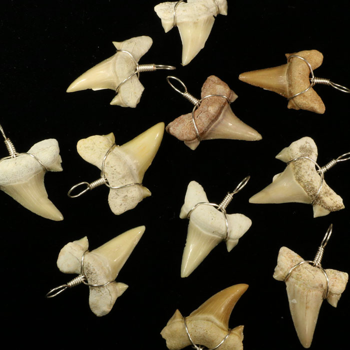 Fossile Haizähne aus Marokko Haizähne 10 Stk 